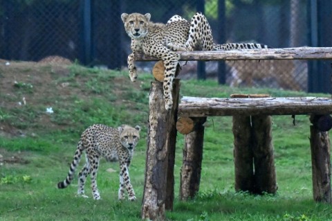 The Vantara Wildlife Rescue and Conservation Centre has amassed an unprecedented collection, including cheetahs which they hope to reintroduce to the wild in India