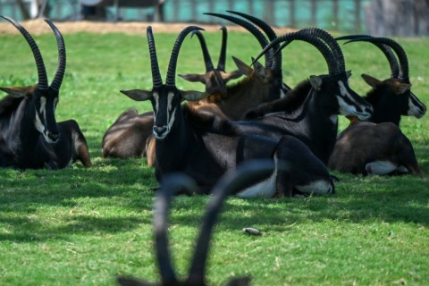 Sable antelope resting inside an enclosure at Vantara