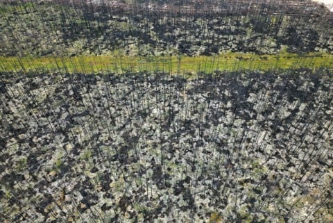 A burnt forest around Normetal, Quebec was part of the devastation during Canada's 2023 wildfire season