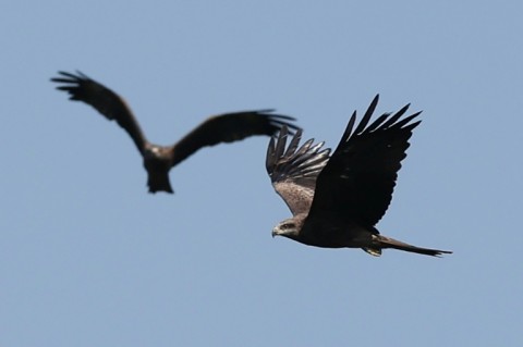 The Black Sea and Caucasus mountains form a migration bottleneck for raptors, that fly through the route every autumn