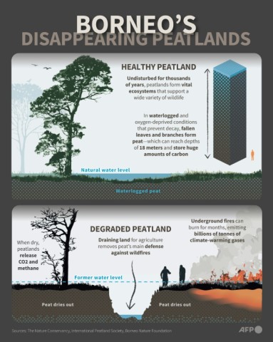 Borneo's disappearing peatlands