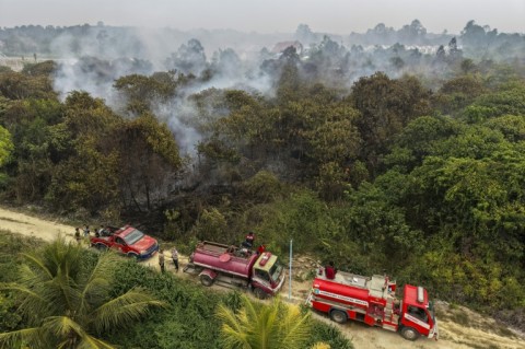 Indonesia has the world's biggest share of tropical peatland, about a third of the global total