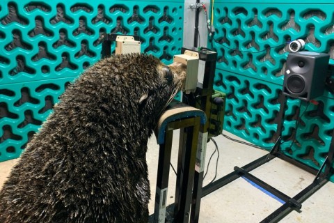 Noise pollution is known to have a major negative impact on wildlife