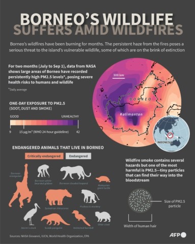 Borneo's endangered wildlife surrounded wildfire smoke
