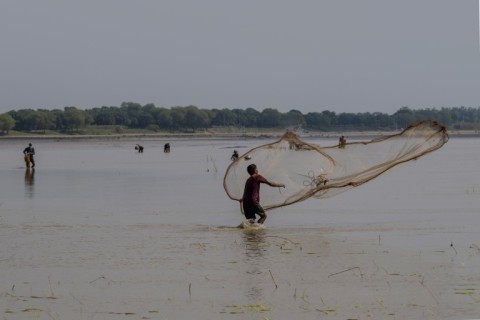 Aa fisherman casts his net along the Padma river at Ramnathpur village, near the Bangladesh-India frontier