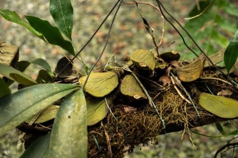 Botanists estimate that Gabon is home to up to 10,000 known plant species