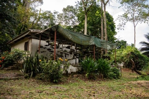 The Sibang botanical garden houses many of Gabon's unique plant species