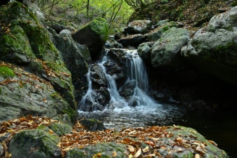Armenia has highlighted the issue as it hosts the UN's COP17 biodiversity summit in Yerevan