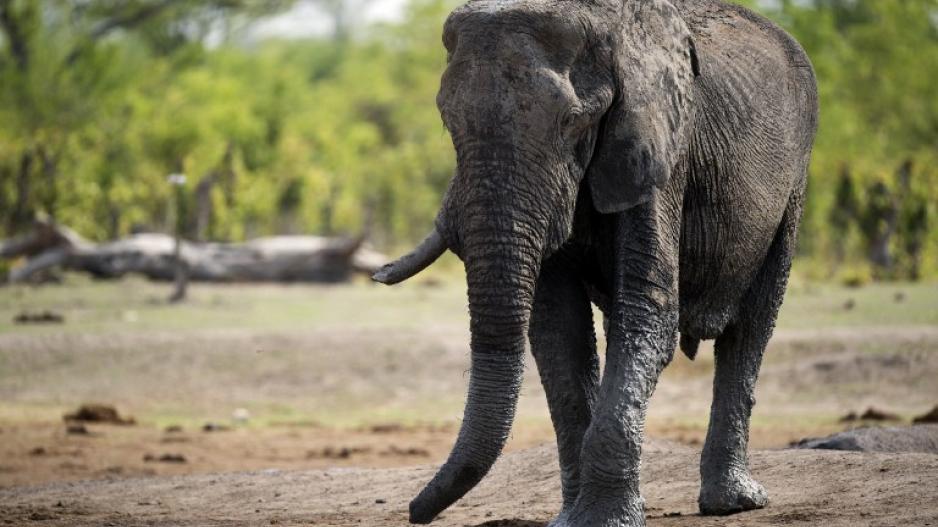 Kruger elephant attack preventable - animal expert | eNCA