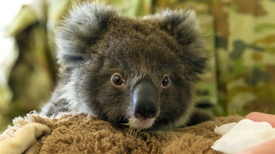 Australia animals face extinction as bushfire toll mounts | eNCA