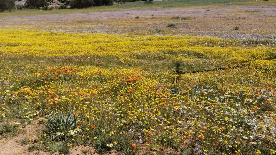 Namaqualand Flower Tours 2018 Best Flower Site