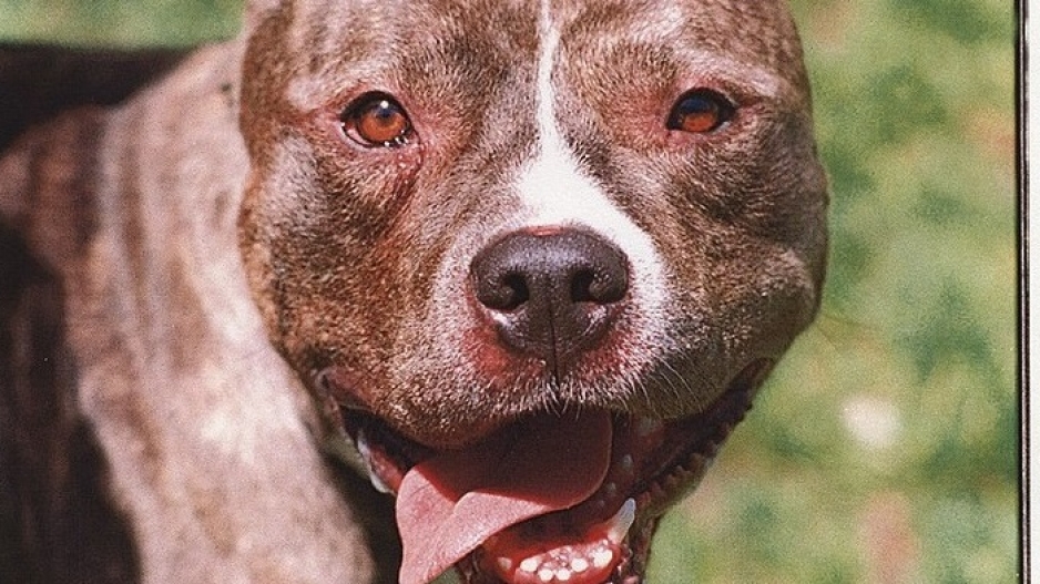 Pitbull  incident comes amid growing calls for South Africa to ban pitbulls as pets.
