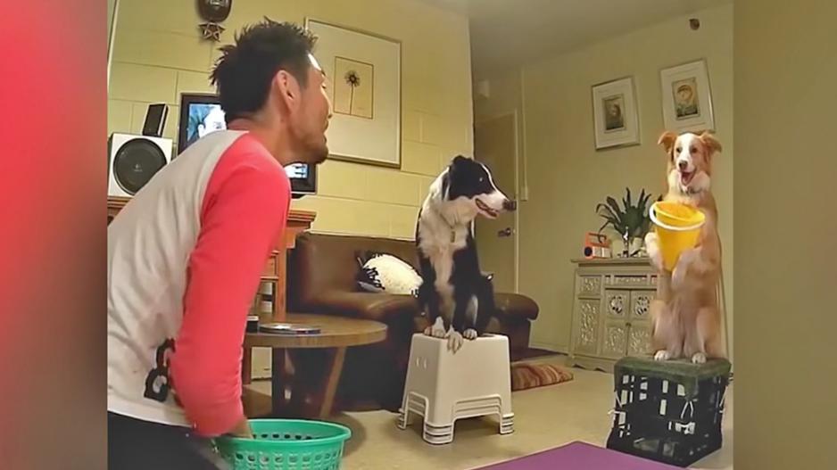 WATCH Playing catch with dogs eNCA