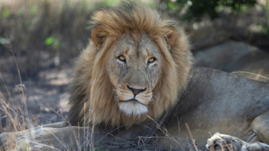Lion prides in South Africa must be carefully managed to avoid overpopulation and in-breeding
