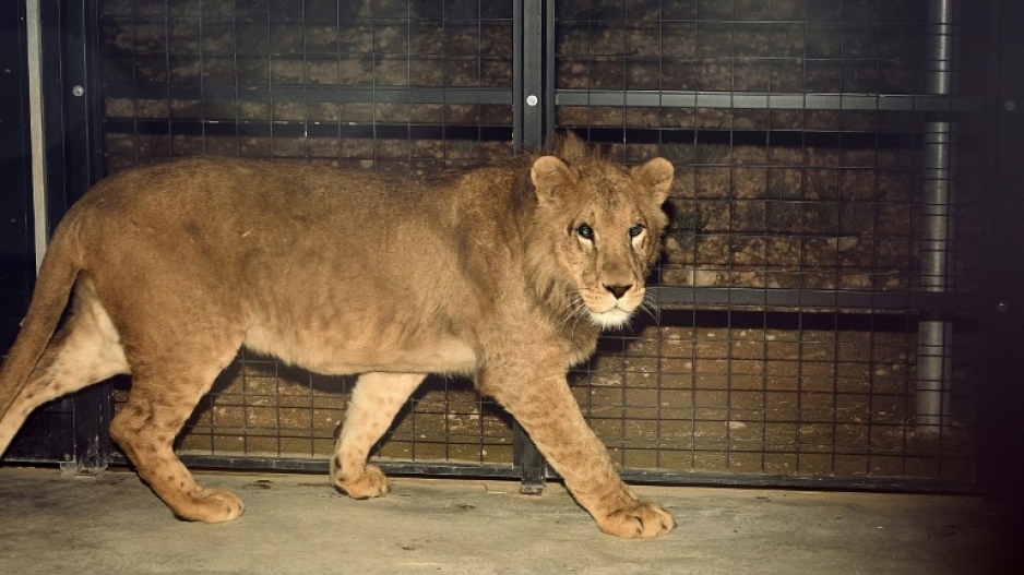 Six lions from Ukraine arrive in Spain, Belgium | eNCA