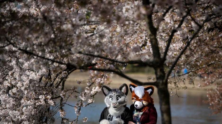 'Furries' like these people pictured in April 2021 in Washington, create their own animal character, known as a fursona