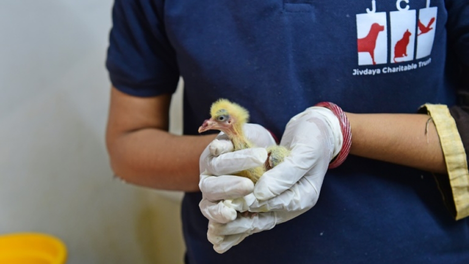 The Jivdaya Charitable Trust's animal hospital in Ahmedabad has treated around 2,000 birds over the past month, many weak and severely dehydrated