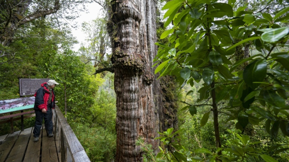 World's 'oldest' tree able to reveal secrets eNCA