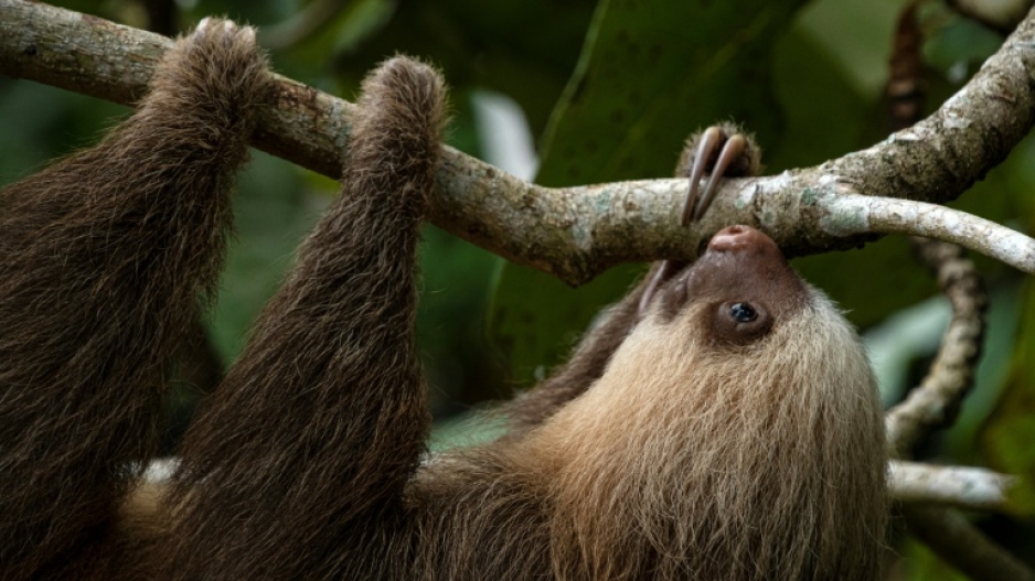 Costa Rican sloth antibiotics offer hope for human medicine | eNCA