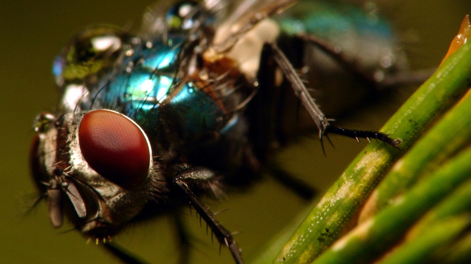 Photo_Web_Fly_060116 Photo_Web_Fly_060116