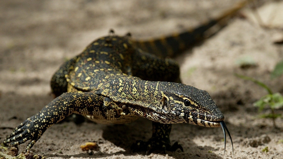 Baby Girl Attacked By Monitor Lizard Enca