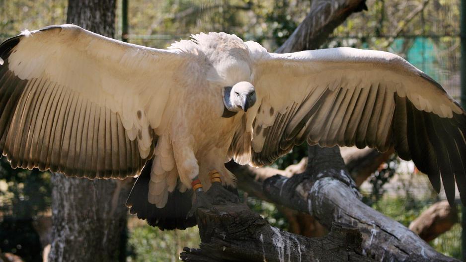 Conservation Lobby Slams light Poisoning Sentence ENCA