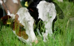 File: Cows graze on a meadow 