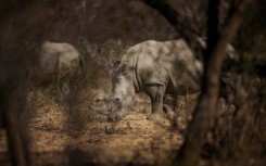 A white rhino stands during a guided safari tour at the Dinokeng Game Reserve outside Pretoria.