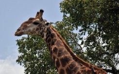 File: A giraffe in the Kruger National Park near Nelspruit, South Africa.