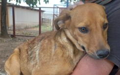 Orkney animal shelter