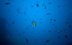 In the Mediterranean Sea, up to 90 percent of sounds in a given recording might be unidentified