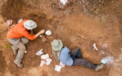 Dinosaurs' remains from the same era had previously been found only in South America and India