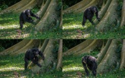 Not beating about the bush: Chimpanzees have signature styles when they drum on tree roots, researchers have found