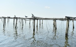 The scorching temperatures on land have generated a marine heatwave at sea