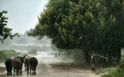 A young man guides cows along a road under heavy rain in 2016 in Malawi's capital Lilongwe, where the United States is putting in a $350 million grant to upgrade roads