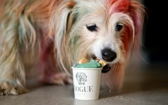 Terrier mix MJ tucks in to a dogguccino made with grass-fed pasture-raised cream infused with coconut charcoal and organic spirulina and topped with a coconut shortcrust cookie