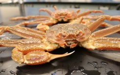 According to an annual survey of the Bering Sea floor carried out by the National Oceanic and Atmospheric Administration, estimates for the crustaceans' total numbers fell to about 1.9 billion in 2022, down from 11.7 billion in 2018
