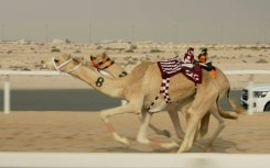 Qatari camel robo-jockeys hope to attract World Cup crowd