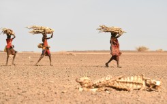 Kenyan women carrying firewood walk past a carcass of a cow in the drought-hit Loiyangalani region in July