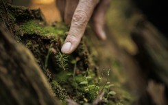 Forest ranger Francois Villard fears the spruce saplings of Risoud will not withstand global warming
