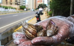 Giant African snails are plucked from a garden in Maracaibo, Venezuela