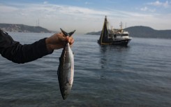 File: An angler holds up a bonito fish he caught. AFP/Yasin Akgul