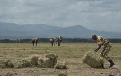 Park rangers are making efforts to help the animals, supplying hay for them to feed on