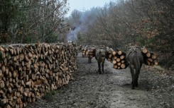 Wood is a more affordable option for people to heat their homes, loggers say