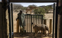 A wild giraffe grazes next to a quarantine area for elephant calves at Reteti Elephant Sanctuary in drought-hit Samburu, Kenya in October 2022