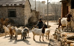 A man guides goats in a rural part of China's eastern Shandong province