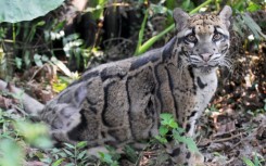 A clouded leopard is seen at the Taipei zoo