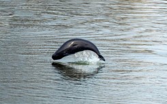 Sound-sensitive marine mammals like porpoises can be harmed by loud underwater constructon noises 