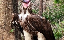 This handout photo from  the Dallas Zoo shows Pin, a 35-year-old endangered vulture that was found dead earlier this month