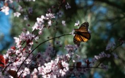 A monarch butterfly in the butterfly anctuary in Pacific Grove, California on January 26 